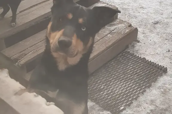 Пропала собака с разными глазами и висячими ушами на ул. Чернышевского, Черногорск