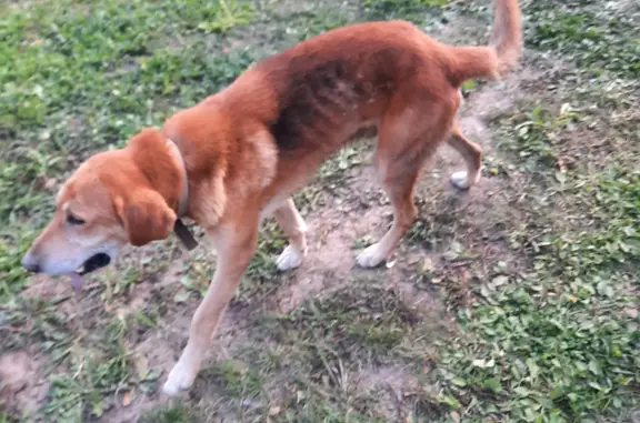 Найдена собака: Рыжий гончая, ищем хозяев (Полевая ул., Зелени)
