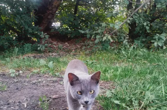 Найдена кошка, ул. Бурнаковская, Нижний Новгород