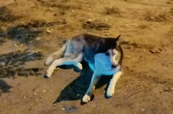 Найдена собака ХАСКИ, ищет хозяина на ул. Кропоткина, 1А, Волгоград