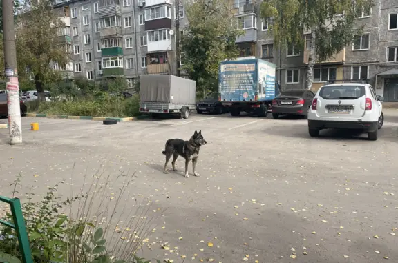 Собака в ошейнике: ул. Героя Чугунова, 7, Нижний Новгород