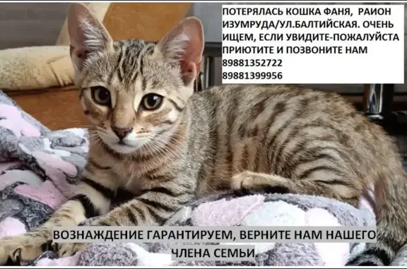 Пропала кошка в Новороссийске, ул. Балтийская, район Изумруд. Помощь нужна!