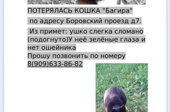 Пропала кошка Багира, Боровский проезд, 7, Москва