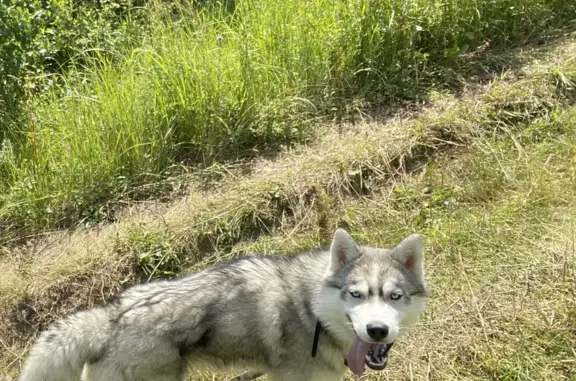 Пропала собака Кобель в Калужской области