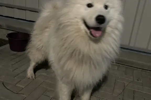 Найдена собака Самоед в Тургояке, 9 вечера