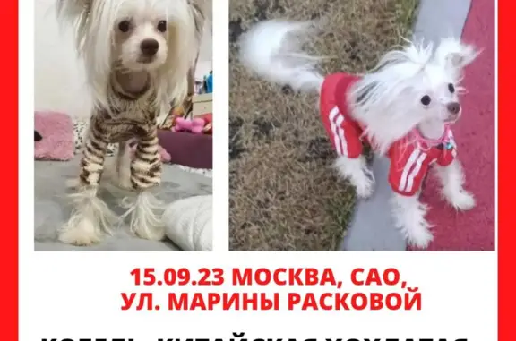 Пропала собака, ул. Расковой, 8, Москва