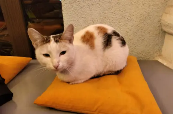 Найдена трёхцветная кошка с ошейником в Казани