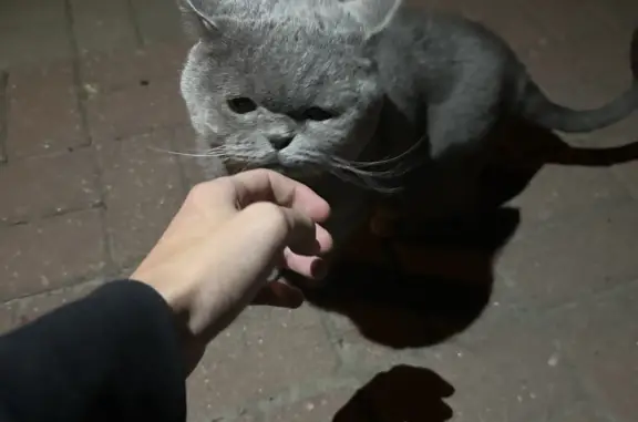 Найдена серая кошка на ул. Щорса, 45К, Белгород