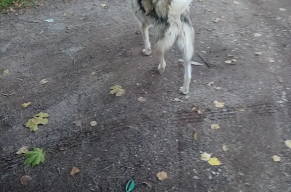 Найдена собака с ошейником на Аллее героев, Смоленск
