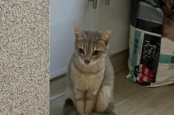 Найдена кошка ищет дом в Ярославле, ул. Лермонтова 9 к2