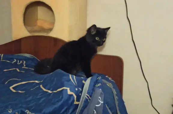 Найден черный котенок по адресу Липового, 72, Бийск