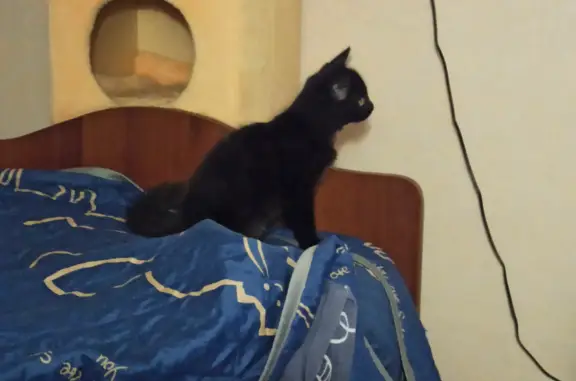 Найден черный котенок в Бийске, ул. Липового, 72