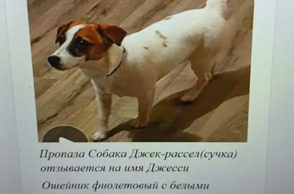 Пропала собака: белая джек-рассел-терьер, Школьная ул., 57, Видное