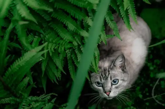 Пропала Тайская кошка, Северная ул., Ягодное, 10 лет