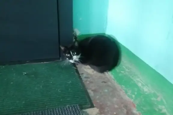 Потерянная кошка в Астрахани, ул. Ген. Герасименко, 8 к1