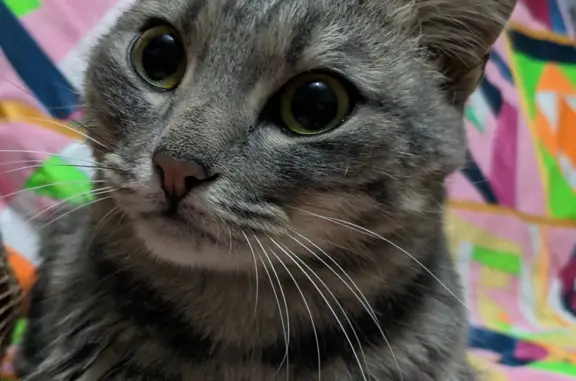Найдена кошка из рекламы Whiskas в Томске