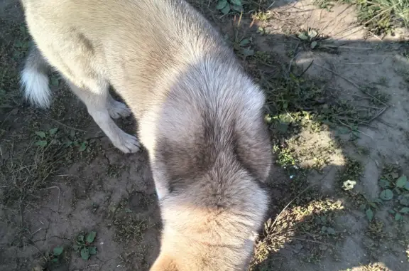 Найден кобель лайки в п. Малая Пица, Нижегородская область