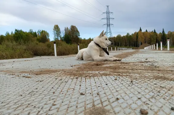 Собака Западно-Сибирская лайка в Микуни, Республика Коми