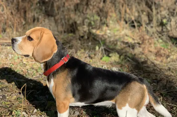 Собаки потеряшки, городской округ Кольцово, фото: Потеряшка собака породы Бигль на Никольском проспекте, п.Кольцово