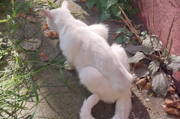 Найдена белая кошка на Железнодорожной улице, 2А, Люберцы