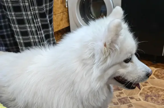 Пропала самоедская собака в Красноярском крае