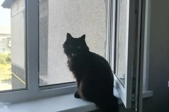 Кошки потеряшки, Есаульский, фото: Потеряшка кошка: ул. Гагарина, 56, Есаульский