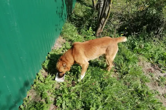 Собака Кабель найдена в Волоколамске
