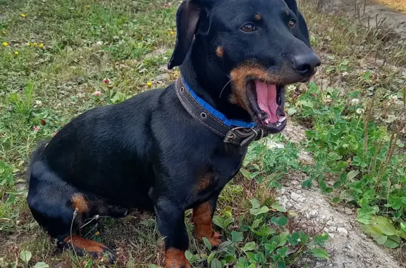 Собака Такса Сэм найдена в деревне Уварово, Владимирская область