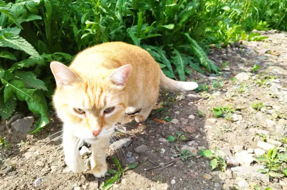 Пропала кошка на проспекте Ракетостроителей, 9 к3