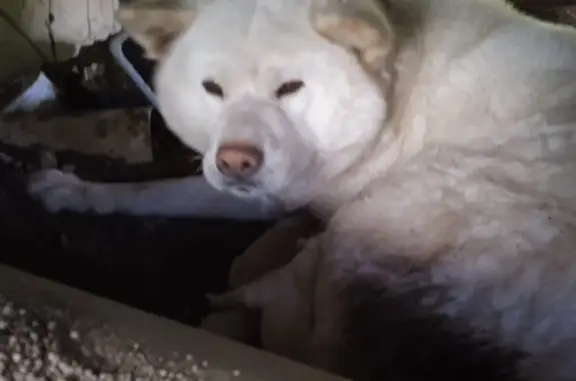 Найдена белая собака в Московской области