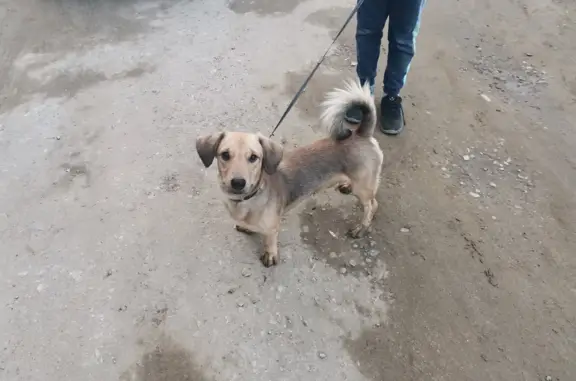 Собака найдена: ул. Полины Осипенко, 30, Якутск
