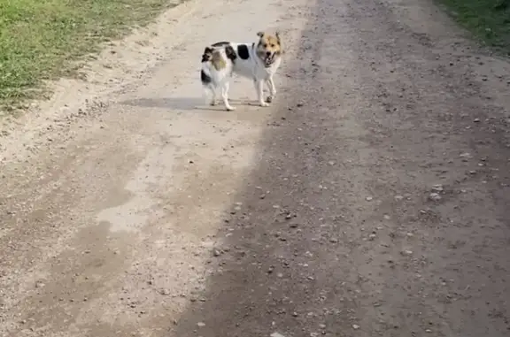 Найдена собака с ошейником, сломана лапа (Ропшинское шоссе, 5)