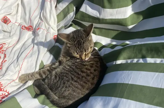 Найдена кошка, Москва, фото: Найдена кошка, ищет дом. 