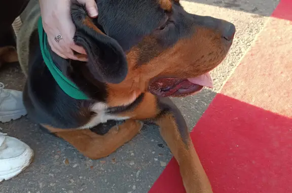Найдена собака ротвейлер в Московской области