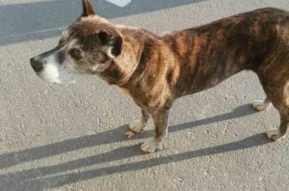 Найдена собака в ошейнике в Сосновке, Белгород
