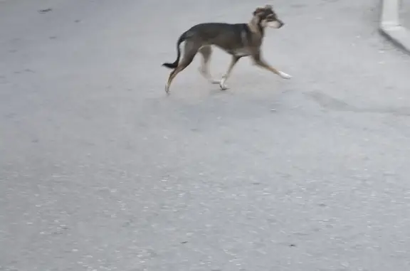 Найдена собака в районе ул. Куликово Поле и Острякова, Севастополь