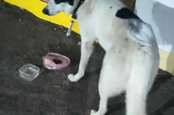 Найдена собака на Белорусской улице, Самара