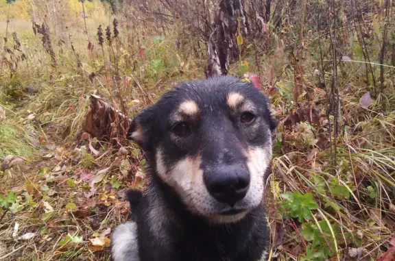 Пропала собака в Арбан, Хакасия
