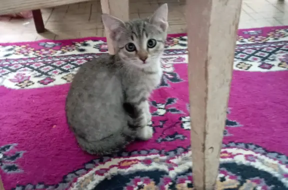 Найдена кошка на ул. Александра Матросова, Городище