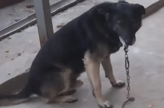 Пропала собака, черный кобель, Вишневая ул., Новосибирск