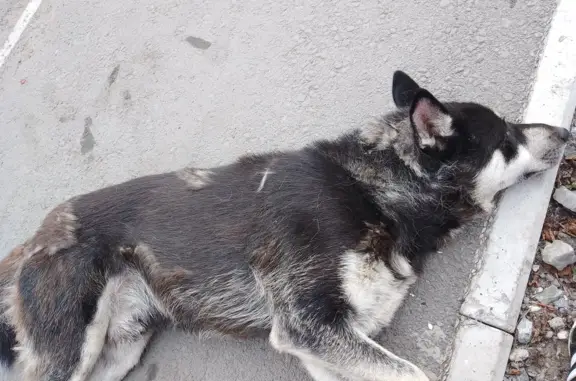 Собака найдена на ост. Больница, ул. 12 Декабря, Омск