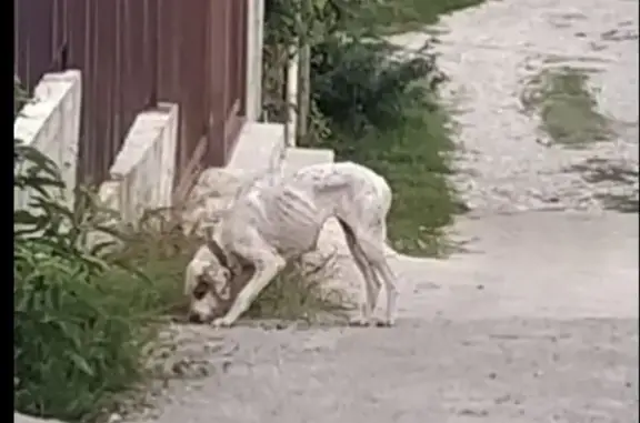 Найдена боязливая собака на Батайской улице, 25