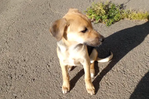 Найдена собака на ул. Возрождения, 14, Братск