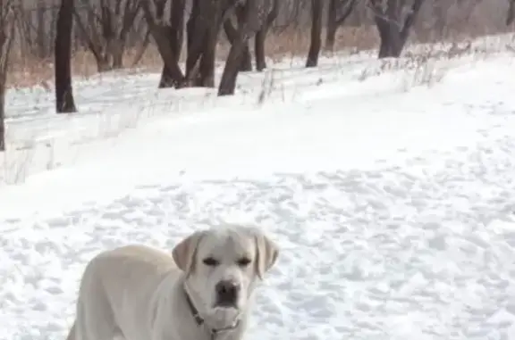 Собаки потеряшки, Липовцы, фото: Потеряшка собака Лабрадор, Комсомольская улица, 4