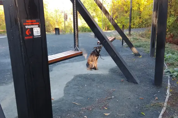 Найдена собака в парке Березка, Оренбург