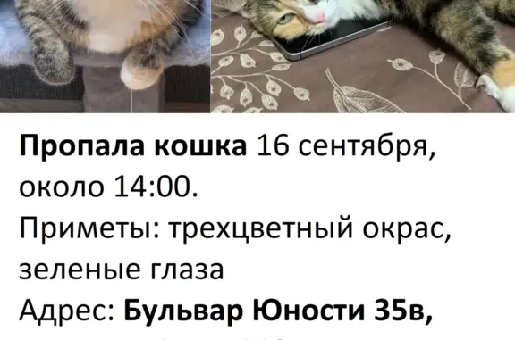 Пропала трехцветная кошка, Бульвар Юности 35В, Белгород