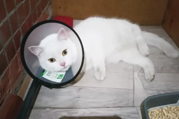Найдена кошка: Белая, девочка, перелом. Инженерная ул., 5/1, Новосибирск.