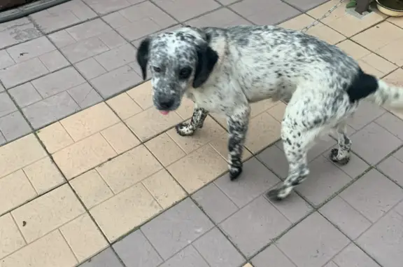 Собака Кобель найдена в Марусино, Новосибирская область