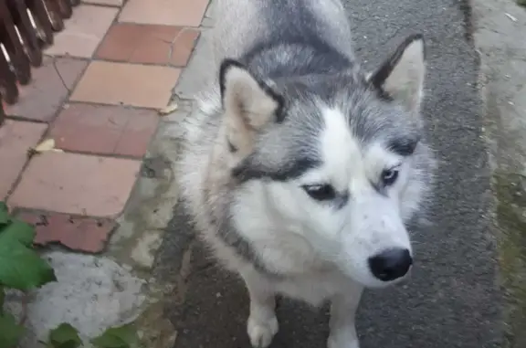 Пропала собака в посёлке, ул. Кирова, 118, Тавда