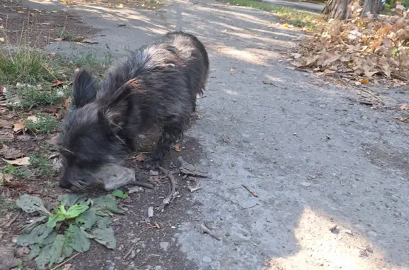 Пропала собака: Транспортная ул., 65-67, Таганрог